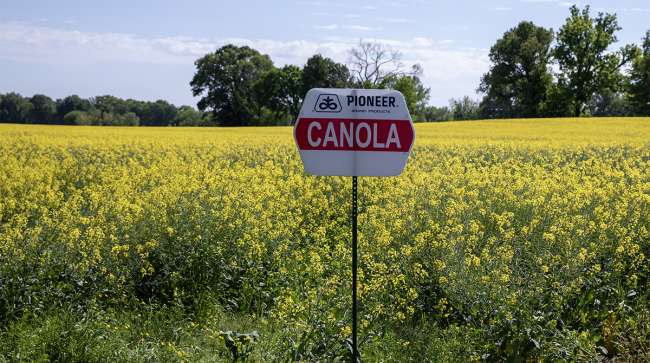 canola field