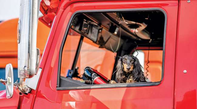 Dog in truck cab