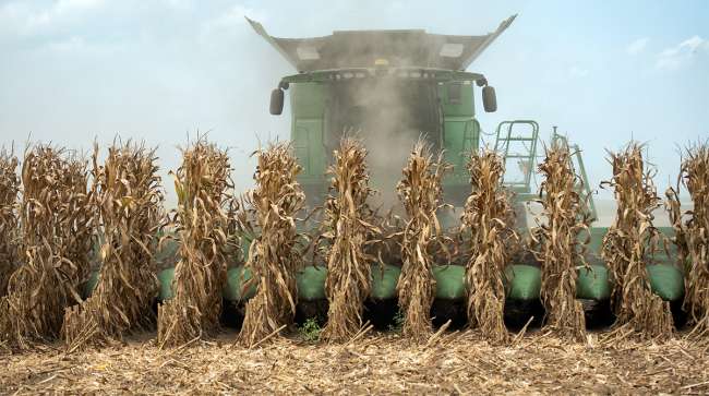 corn harvest