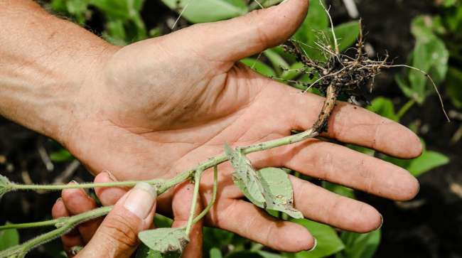 Soybean roots