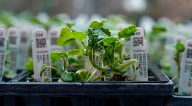 Plant sample at Nutrien facility