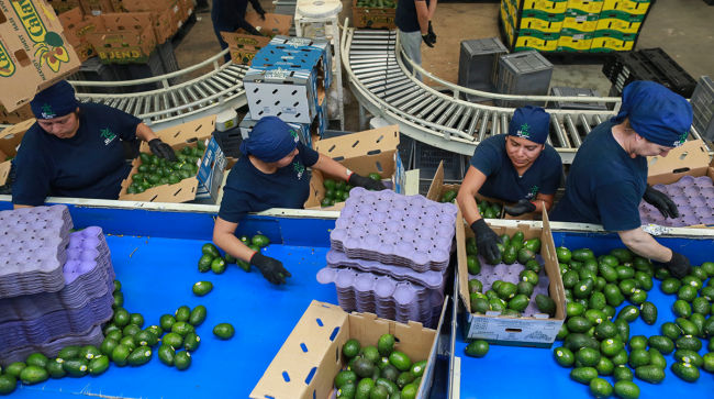 avocado sorting