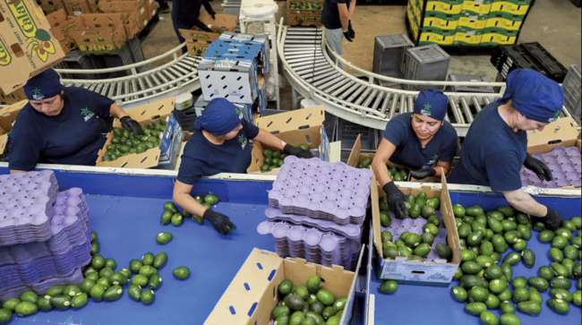 avocado sorting