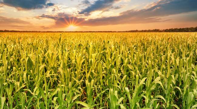 Field of corn with sun shining in blue sky