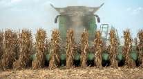 corn harvest