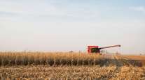 Corn harvesting