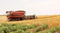 Soybean field being harvested