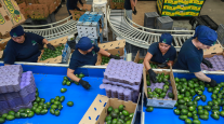 avocado sorting