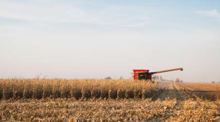 Corn harvesting