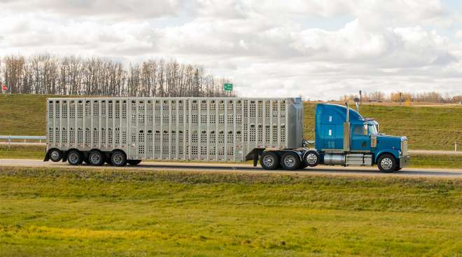 livestock truck