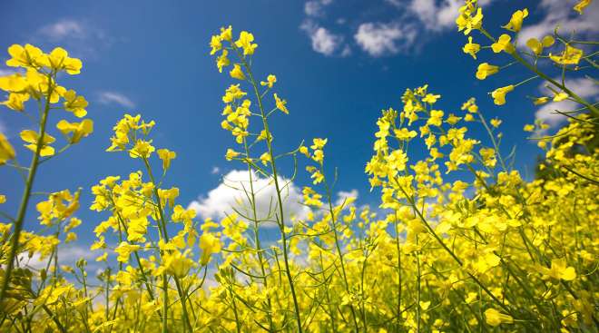 canola field